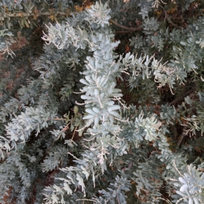 Acacia baileyana (Cootamundra Wattle, Golden Mimosa) at Mount Majura - 8 Jan 2021 by abread111