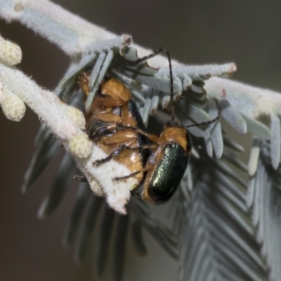 Aporocera (Aporocera) consors (A leaf beetle) at Hawker, ACT - 6 Jan 2021 by AlisonMilton