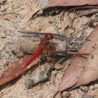 Diplacodes haematodes (Scarlet Percher) at Hawker, ACT - 6 Jan 2021 by AlisonMilton