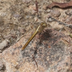 Diplacodes haematodes at Hawker, ACT - 6 Jan 2021