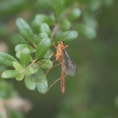 Ichneumonidae (family) (Unidentified ichneumon wasp) at The Pinnacle - 5 Jan 2021 by AlisonMilton