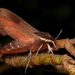 Hippotion scrofa at Melba, ACT - 27 Dec 2020