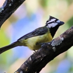 Falcunculus frontatus (Eastern Shrike-tit) at Wodonga - 9 Jan 2021 by KylieWaldon