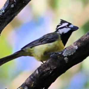 Falcunculus frontatus at Wodonga Regional Park - 9 Jan 2021 07:30 AM