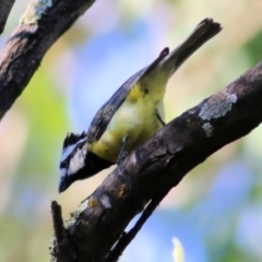 Falcunculus frontatus at Wodonga Regional Park - 9 Jan 2021 07:30 AM