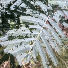 Acacia baileyana x Acacia dealbata (Cootamundra Wattle x Silver Wattle (Hybrid)) at Watson, ACT - 9 Dec 2020 by abread111