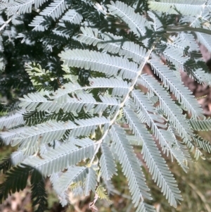 Acacia baileyana x Acacia dealbata at Watson, ACT - 9 Dec 2020