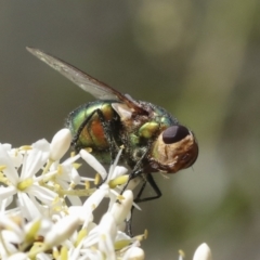 Tachinidae (family) (Unidentified Bristle fly) at Hawker, ACT - 6 Jan 2021 by AlisonMilton