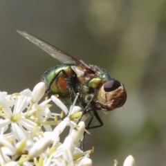 Rutilia (Chrysorutilia) sp. (genus & subgenus) at The Pinnacle - 5 Jan 2021 by AlisonMilton