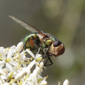 Tachinidae (family) at Hawker, ACT - 6 Jan 2021 09:40 AM