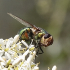 Unidentified Bristle Fly (Tachinidae) at Hawker, ACT - 5 Jan 2021 by AlisonMilton