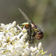 Tachinidae (family) at Hawker, ACT - 6 Jan 2021 09:40 AM