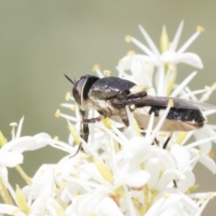 Odontomyia hunteri (Soldier fly) at The Pinnacle - 5 Jan 2021 by AlisonMilton