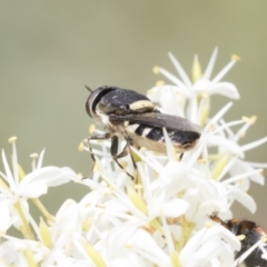 Odontomyia hunteri at Hawker, ACT - 6 Jan 2021