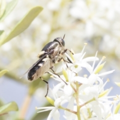 Odontomyia hunteri at Hawker, ACT - 6 Jan 2021