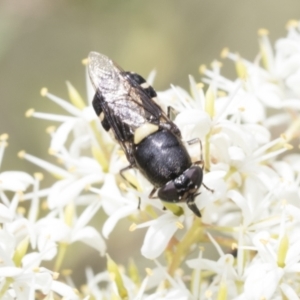 Odontomyia hunteri at Hawker, ACT - 6 Jan 2021