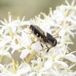 Odontomyia hunteri at Hawker, ACT - 6 Jan 2021