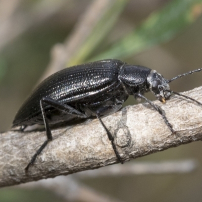 Homotrysis lugubris (Darkling beetle) at Hawker, ACT - 5 Jan 2021 by AlisonMilton