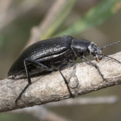 Homotrysis lugubris (Darkling beetle) at Hawker, ACT - 5 Jan 2021 by AlisonMilton