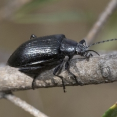 Homotrysis lugubris at Hawker, ACT - 6 Jan 2021 08:37 AM