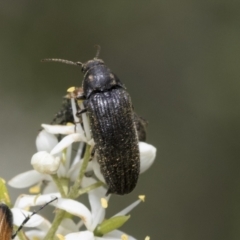 Eucnemidae (family) (False click beetles) at The Pinnacle - 5 Jan 2021 by AlisonMilton