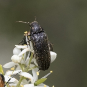 Eucnemidae (family) at Hawker, ACT - 6 Jan 2021