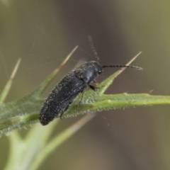 Eucnemidae (family) at Hawker, ACT - 6 Jan 2021