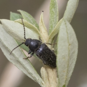 Eucnemidae (family) at Hawker, ACT - 6 Jan 2021