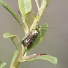 Nemophora (genus) (A Fairy Moth) at Hawker, ACT - 5 Jan 2021 by AlisonMilton