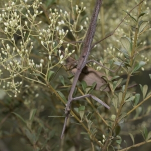 Archimantis latistyla at Hawker, ACT - 6 Jan 2021 10:49 AM