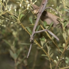 Archimantis latistyla at Hawker, ACT - 6 Jan 2021 10:49 AM