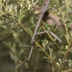 Archimantis latistyla at Hawker, ACT - 6 Jan 2021