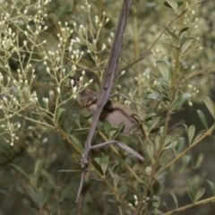 Archimantis latistyla at Hawker, ACT - 6 Jan 2021 10:49 AM