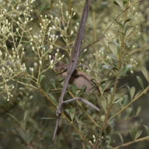 Archimantis latistyla at Hawker, ACT - 6 Jan 2021 10:49 AM