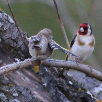 Carduelis carduelis (European Goldfinch) at Wodonga Regional Park - 8 Jan 2021 by Kyliegw