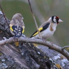 Carduelis carduelis at Bandiana, VIC - 9 Jan 2021 07:30 AM