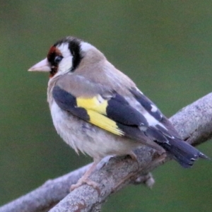 Carduelis carduelis at Bandiana, VIC - 9 Jan 2021 07:30 AM