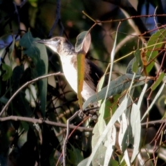 Philemon citreogularis (Little Friarbird) at Wodonga - 8 Jan 2021 by Kyliegw