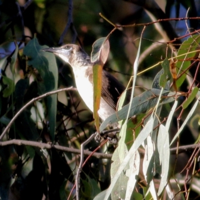 Philemon citreogularis (Little Friarbird) at Bandiana, VIC - 9 Jan 2021 by KylieWaldon