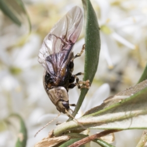 Paropsisterna laesa at Hawker, ACT - 6 Jan 2021