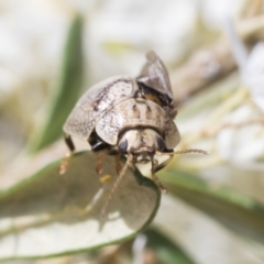 Paropsisterna laesa species complex at Hawker, ACT - 6 Jan 2021 10:37 AM