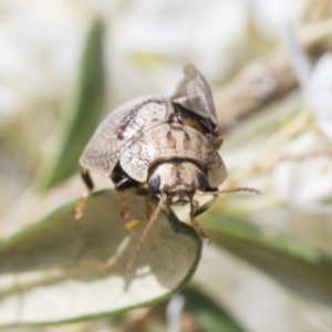 Paropsisterna laesa species complex at Hawker, ACT - 6 Jan 2021 10:37 AM