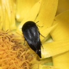 Mordellidae (family) (Unidentified pintail or tumbling flower beetle) at The Pinnacle - 5 Jan 2021 by AlisonMilton