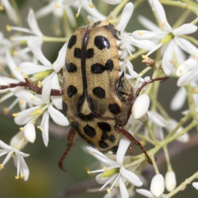 Neorrhina punctatum (Spotted flower chafer) at The Pinnacle - 6 Jan 2021 by AlisonMilton