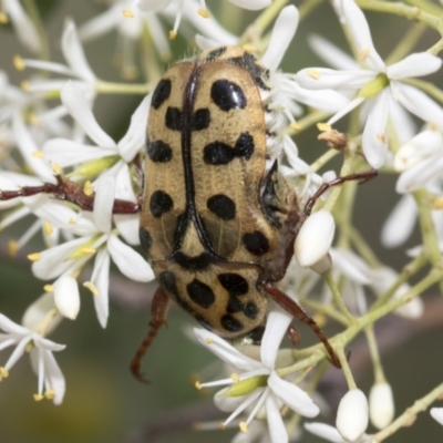 Neorrhina punctata (Spotted flower chafer) at Hawker, ACT - 5 Jan 2021 by AlisonMilton