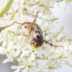 Neorrhina punctatum at Hawker, ACT - 6 Jan 2021