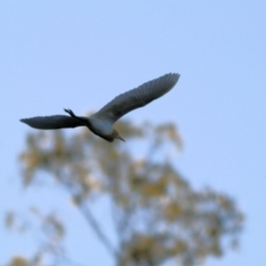 Bubulcus coromandus (Eastern Cattle Egret) at Killara, VIC - 8 Jan 2021 by KylieWaldon