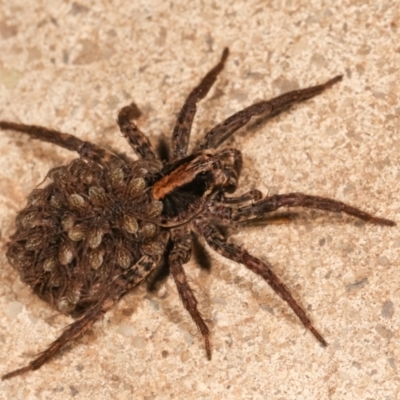Lycosidae (family) (Unidentified wolf spider) at Melba, ACT - 23 Dec 2020 by kasiaaus