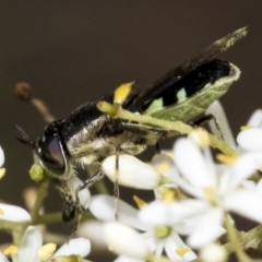 Odontomyia hunteri (Soldier fly) at The Pinnacle - 6 Jan 2021 by AlisonMilton