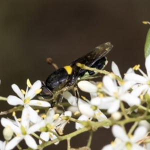 Odontomyia hunteri at Hawker, ACT - 6 Jan 2021